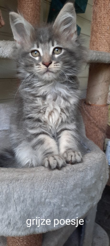2 Raszuivere Maine Coon kittens, Dieren en Toebehoren, Katten en Kittens | Raskatten | Langhaar, Meerdere dieren, Gechipt, 0 tot 2 jaar
