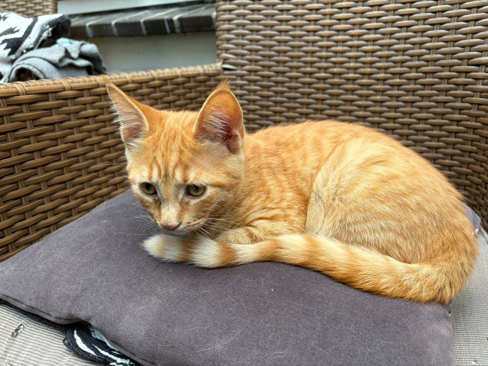 1/2 Maine Coon kittens, Dieren en Toebehoren, Katten en Kittens | Overige Katten, Meerdere dieren