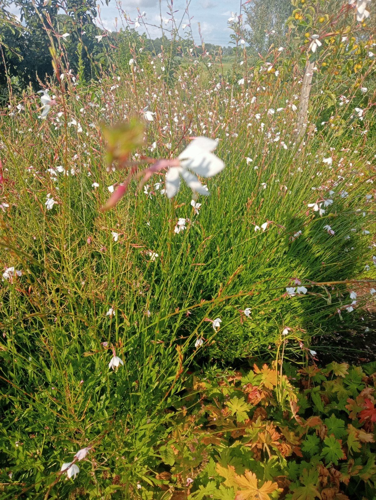 Gaura Lindheimeri, Tuin en Terras, Ophalen, Overige soorten, Volle zon