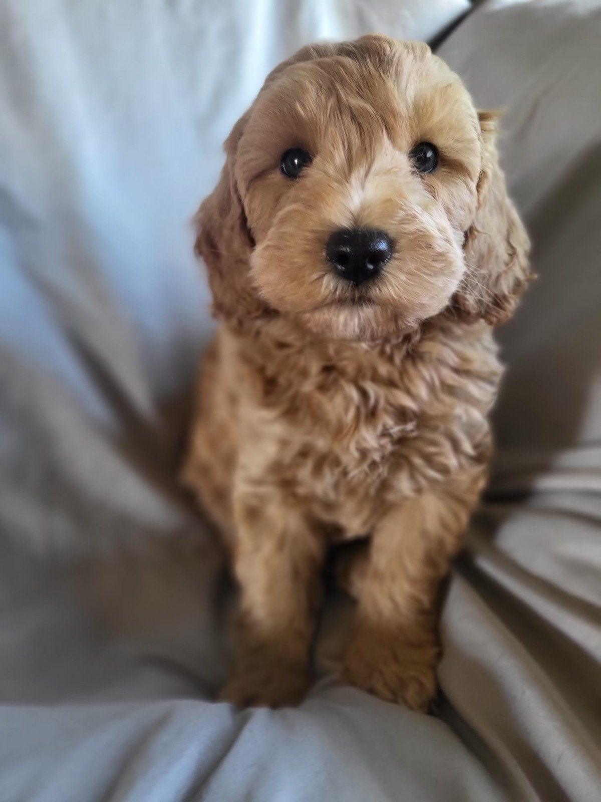 Australian labradoodles met stamboom, Overige rassen, 8 tot 15 weken, Meerdere, Meerdere dieren