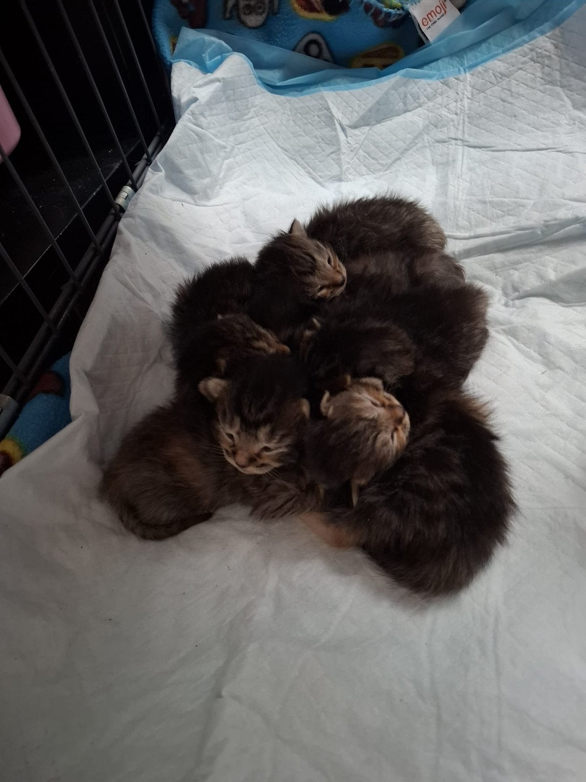 Kittens, Dieren en Toebehoren, Katten en Kittens | Overige Katten, Meerdere dieren, Kortharig, 0 tot 2 jaar
