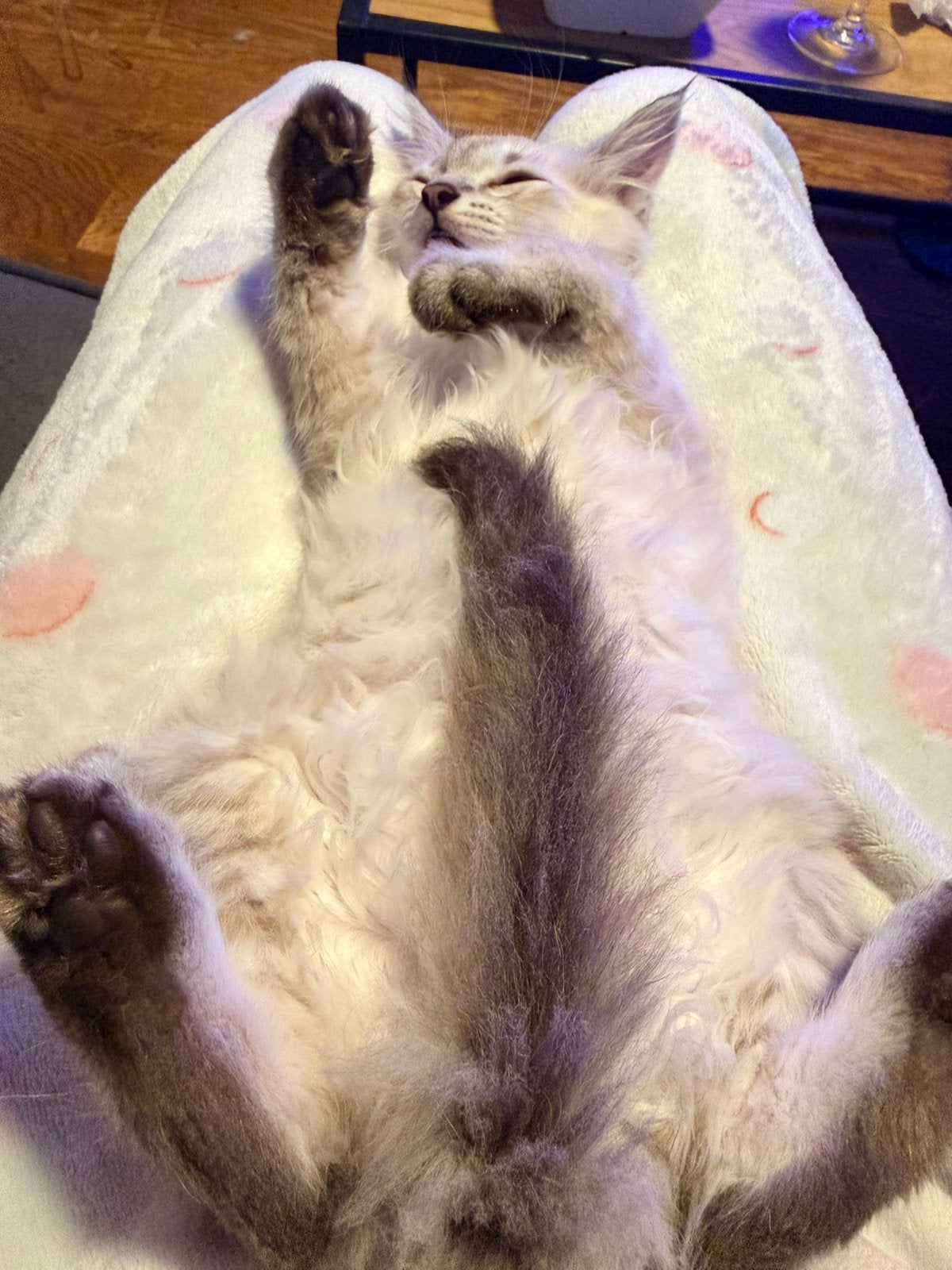 Siberische kittens bloedlijn van de Neva Masquerade, Kater