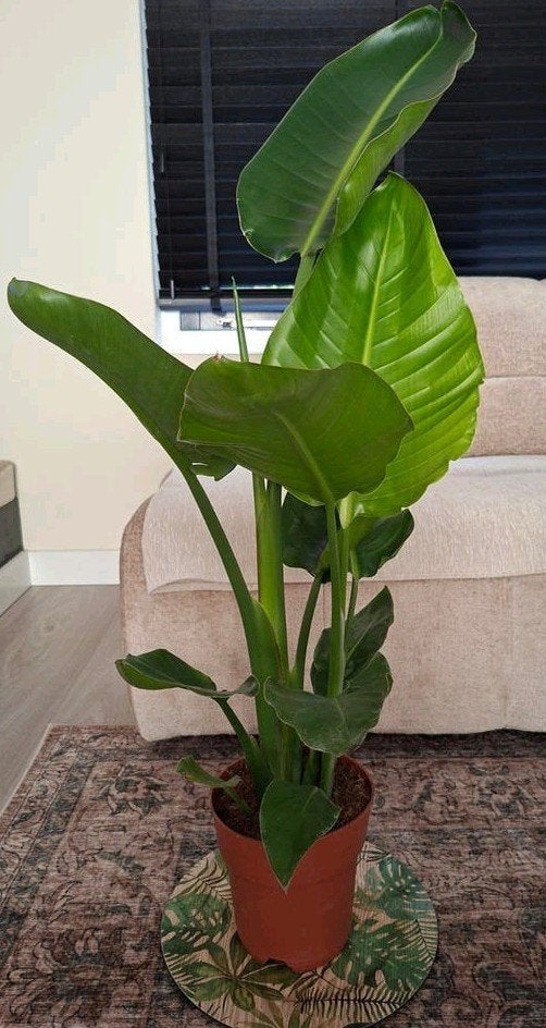 Strelitzia Nicolai - Paradijsvogelplant, Ophalen, 100 tot 150 cm, Palm, In pot