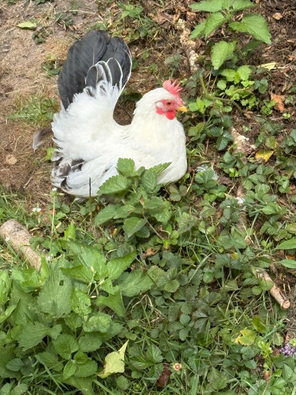 Chabo koppel haan en hen, Dieren en Toebehoren, Pluimvee, Meerdere dieren, Kip