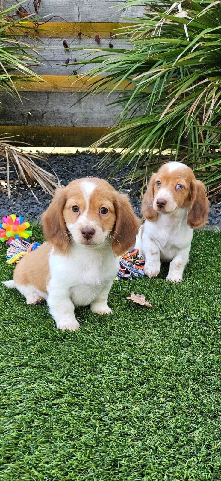 langharige dwerg teckel pups (Pie Bald) langhaar dwergteckel, 8 tot 15 weken, Dwerg, Langhaar, Meerdere
