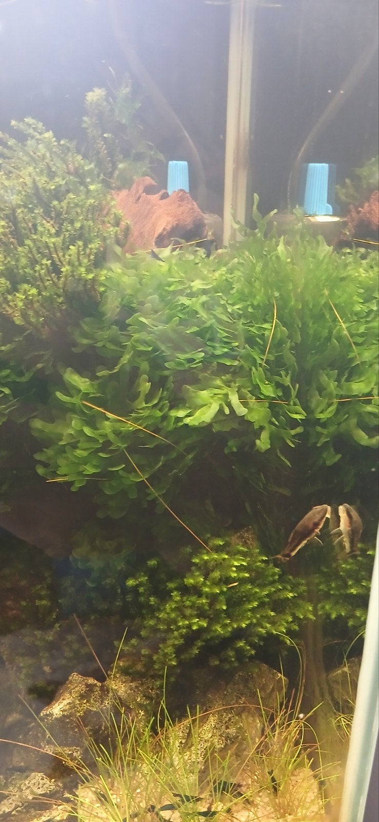 Lomariopsis lineata, Ophalen of Verzenden, Decoratie