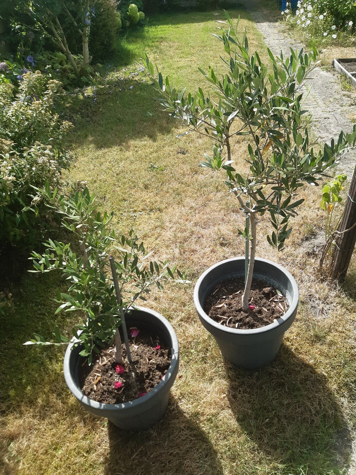 Twee Olijfbomen (Olea Europaea) - 120cm en 90cm hoog, Volle zon, Vaste plant, Lente, Ophalen