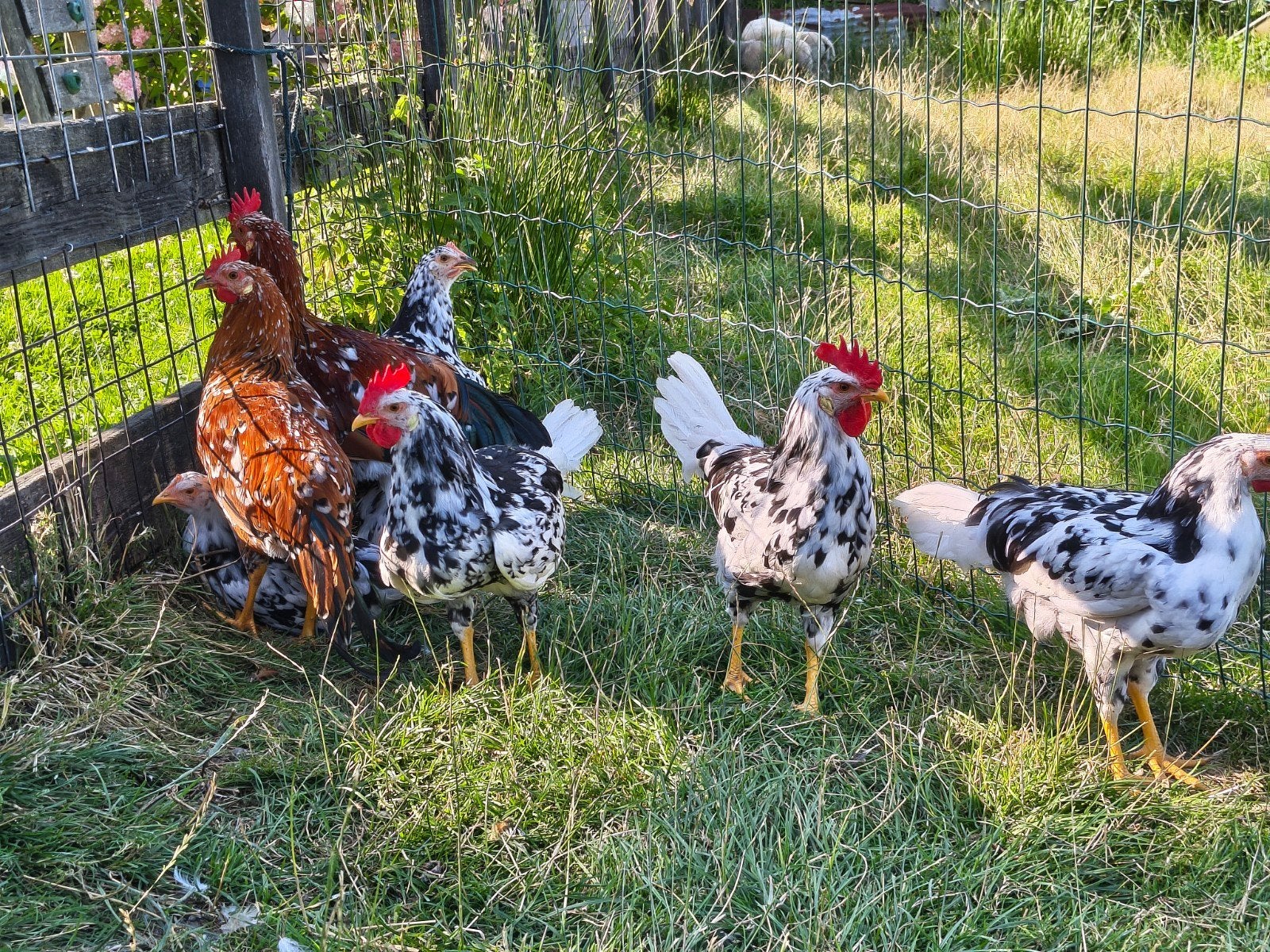 Hanen leghorn, Dieren en Toebehoren, Pluimvee, Mannelijk, Kip