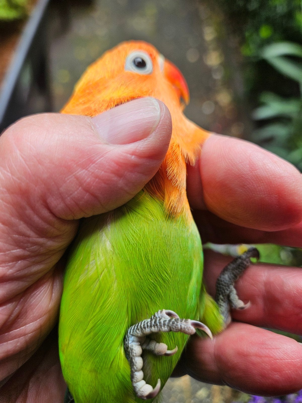 Hele mooie opaline fisheri  8weken, Dieren en Toebehoren, Reptielen en Amfibieën, Amfibie, Tam, 0 tot 2 jaar