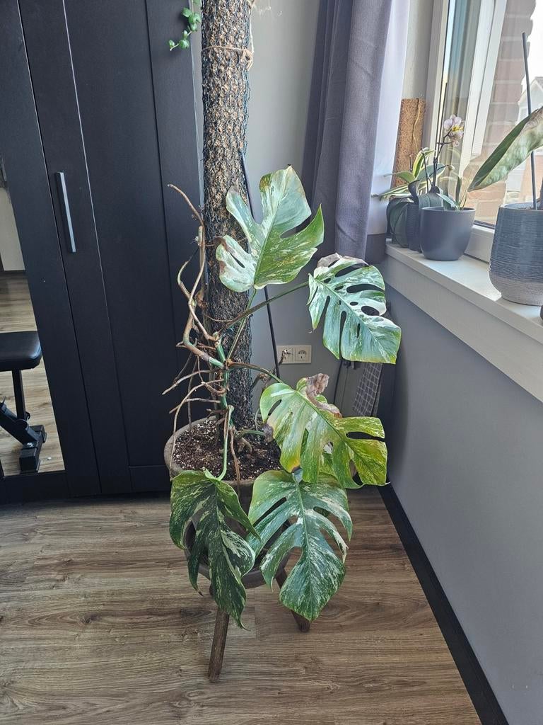 Monstera Variegata incl. Pot, Huis en Inrichting, Kamerplanten, Ophalen, Halfschaduw, In pot, Minder dan 100 cm
