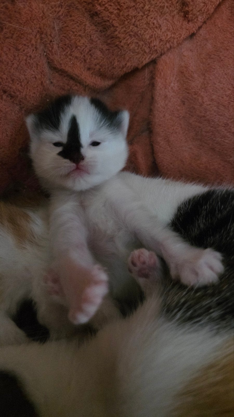 nog 2 kittens, Dieren en Toebehoren, Katten en Kittens | Overige Katten, Meerdere dieren
