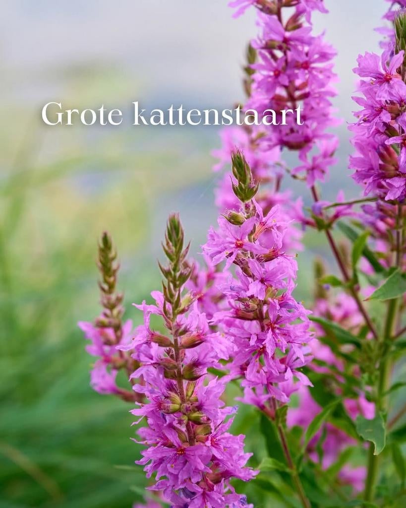 Groot kattestaart of Tellima grandiflora, Tuin en Terras, Ophalen, Overige soorten, Volle zon