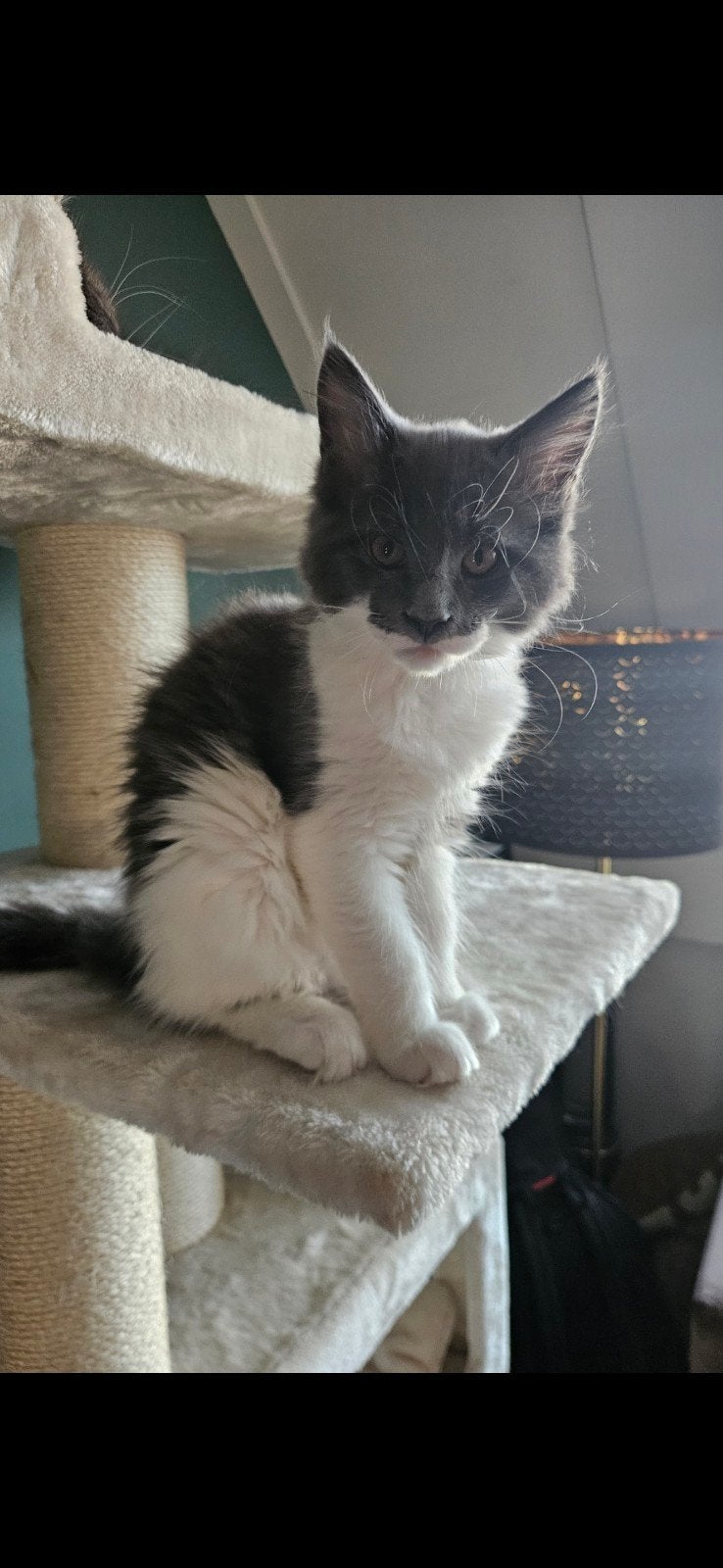 De laatste beschikbare Maine Coon-poes met stamboom., Poes, 0 tot 2 jaar