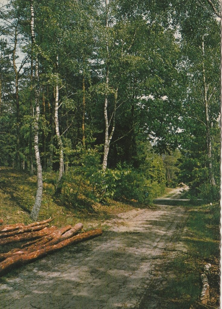 AMELAND Boslaan, Verzenden, 1960 tot 1980, Gelopen, Waddeneilanden