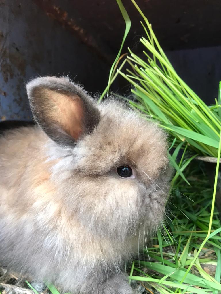 Angora konijn twee maan oude mannen, Dieren en Toebehoren