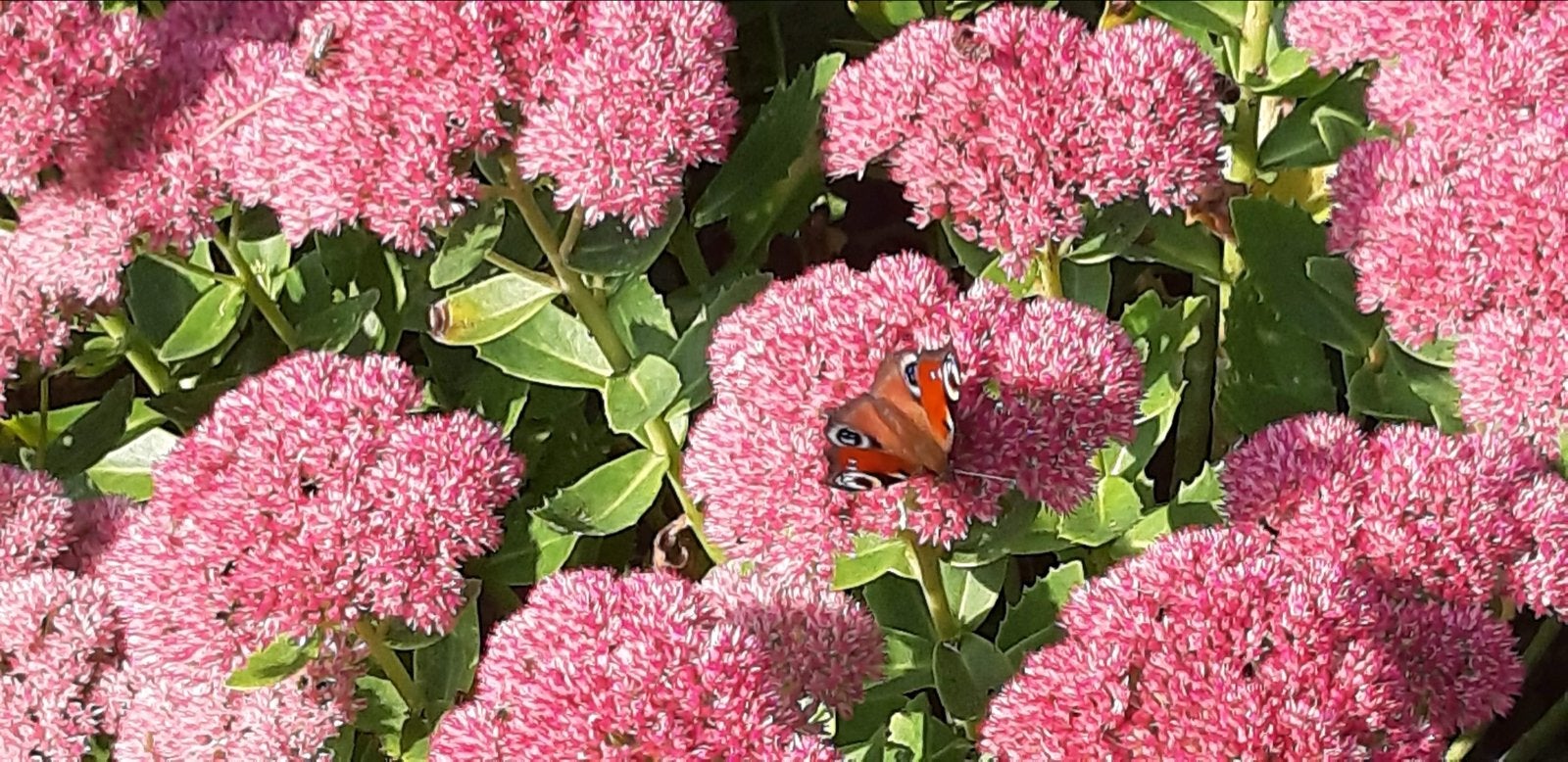 Prachtige Sedum planten - Rijkbloeiend en onderhoudsarm, Ophalen, Bodembedekkers, Volle zon, Vaste plant