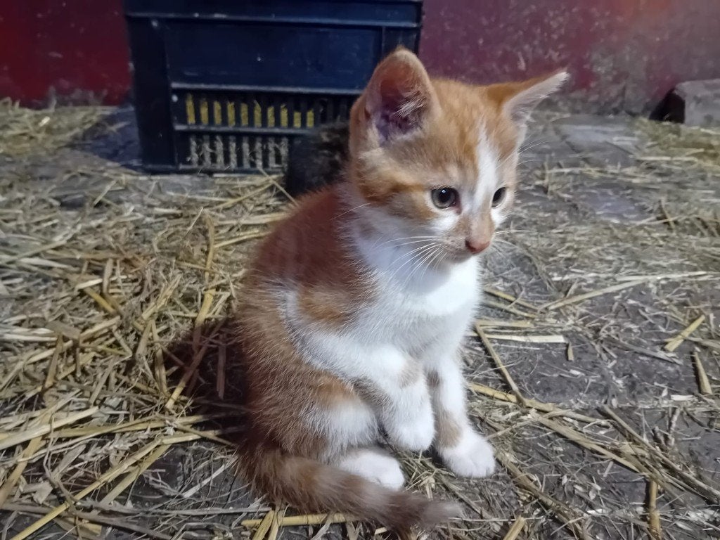 Boerderijkatten, Dieren en Toebehoren, Katten en Kittens | Overige Katten, Meerdere dieren, Kortharig, 0 tot 2 jaar