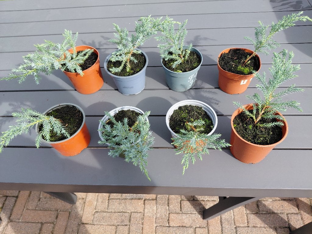 conifeer Juniperes/bleustar?, Ophalen, Conifeer, Minder dan 100 cm
