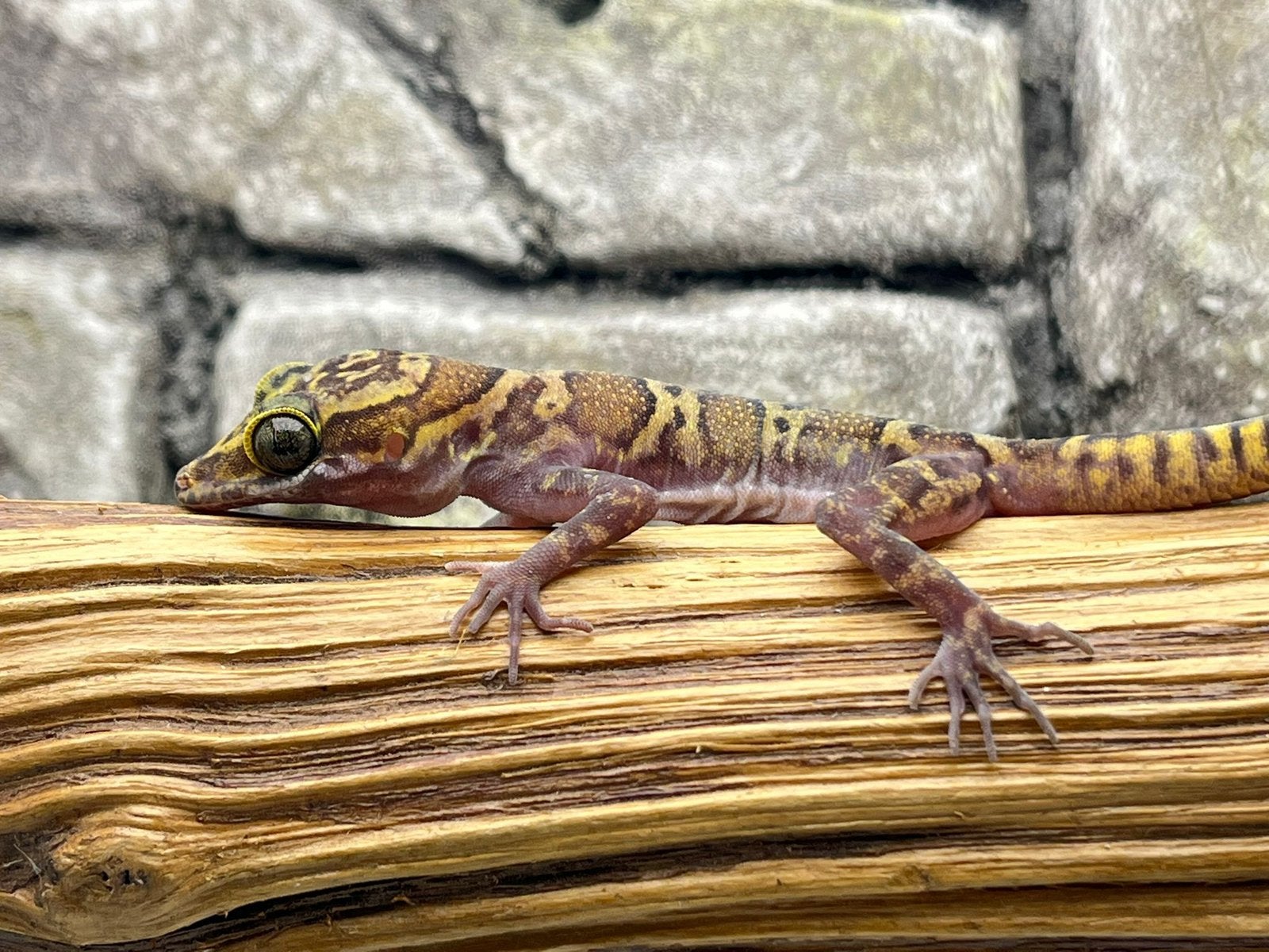 Import thailand reptielen, Dieren en Toebehoren, Hagedis, 0 tot 2 jaar