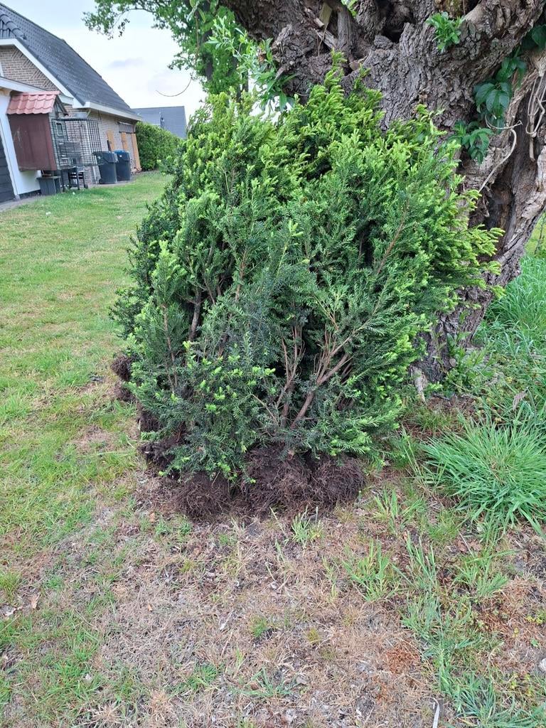 Taxus, Ophalen of Verzenden, Overige soorten, 100 tot 250 cm