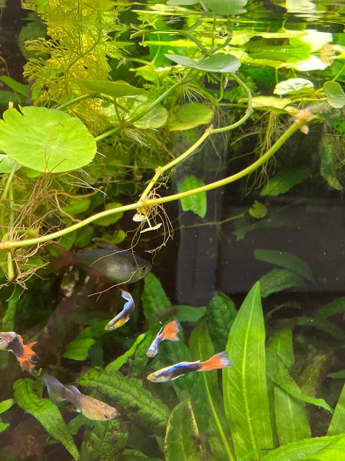 Guppen, Dieren en Toebehoren