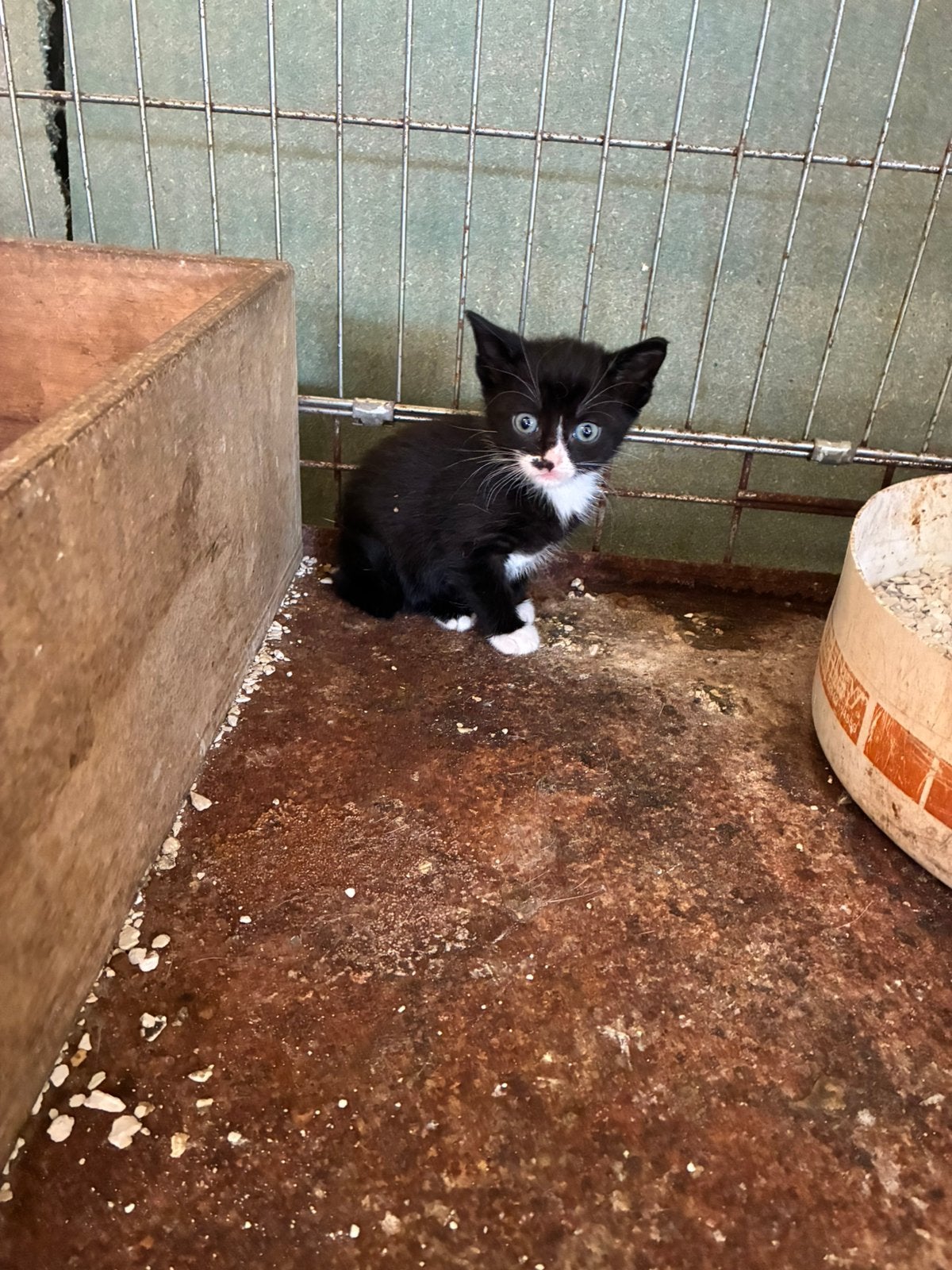 Kittens te koop, Poes, Kortharig, 0 tot 2 jaar