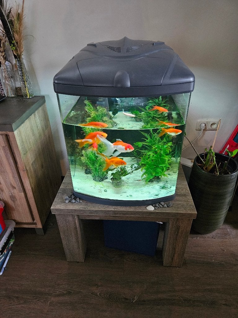 Sera 130 cube top aquarium met mooie vissen, Ophalen, Gebruikt, Sera, Pomp