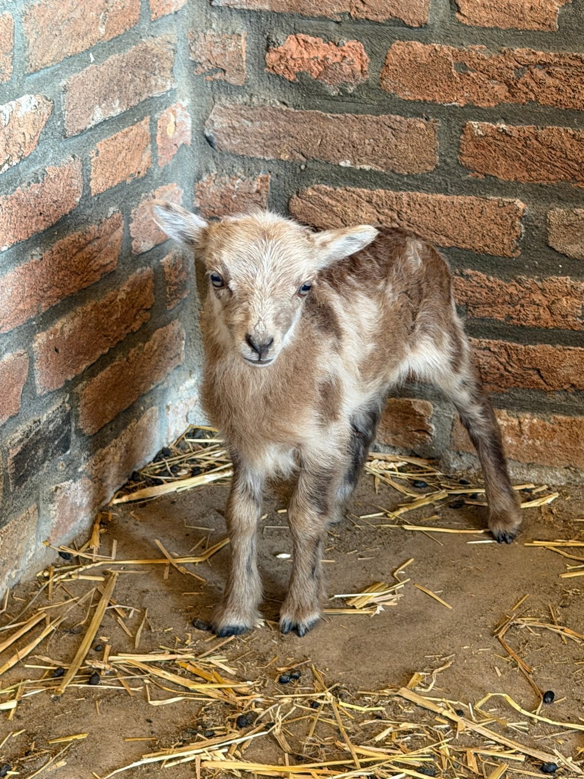 Ouessant ram lammetje, Dieren en Toebehoren, Schapen, Geiten en Varkens, Mannelijk, Schaap