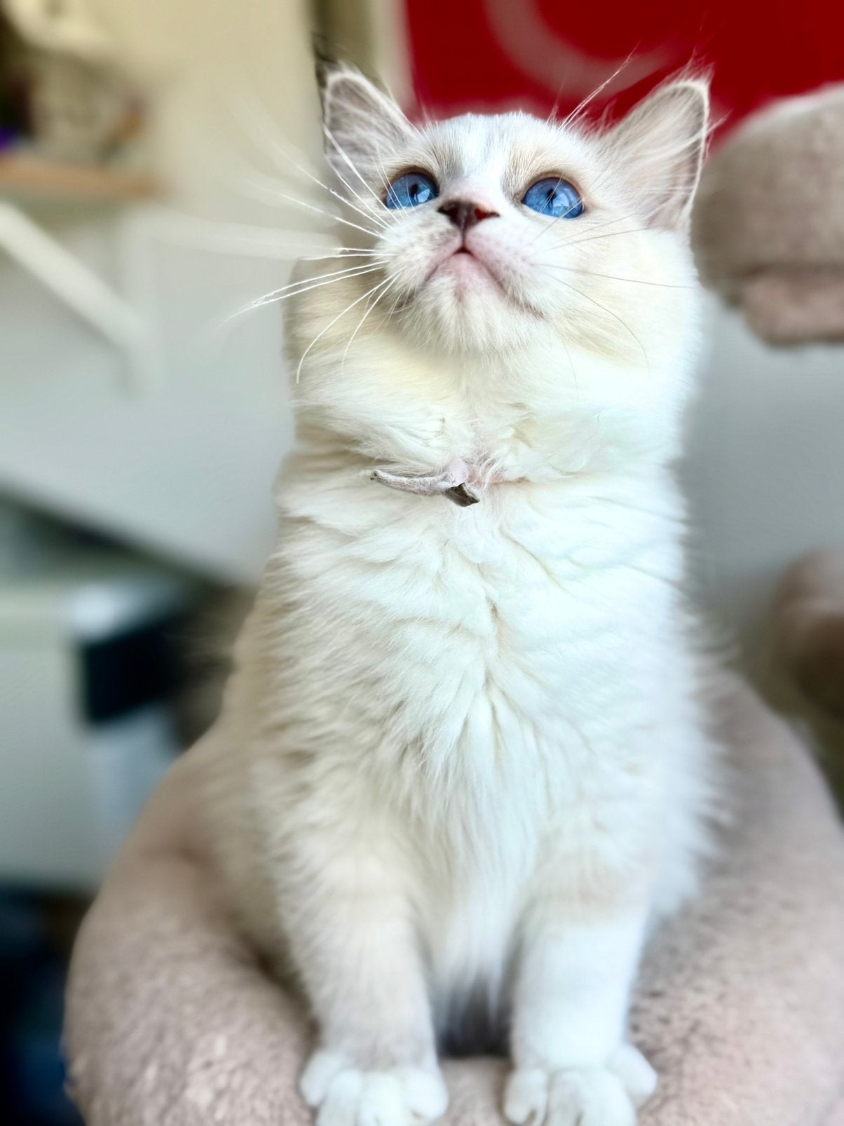 Ragdoll kitten Met Stamboom fokken (poes), Dieren en Toebehoren, Poes, Met stamboom, 0 tot 2 jaar
