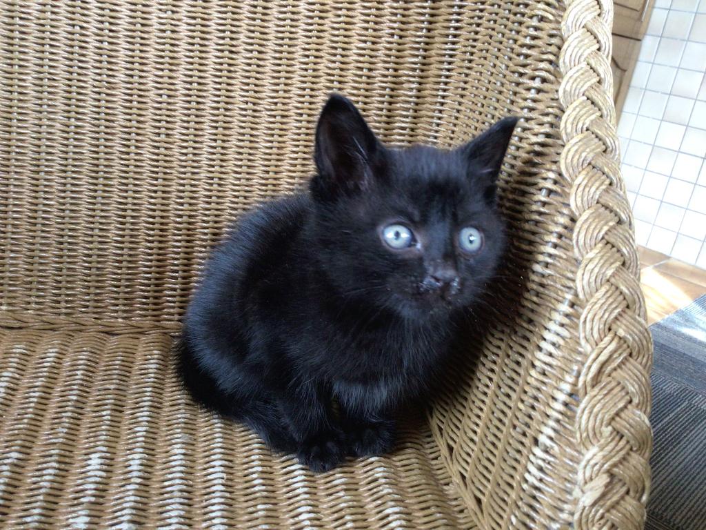 Kittens, Dieren en Toebehoren, Katten en Kittens | Raskatten | Korthaar, Meerdere dieren, 0 tot 2 jaar, Ontwormd