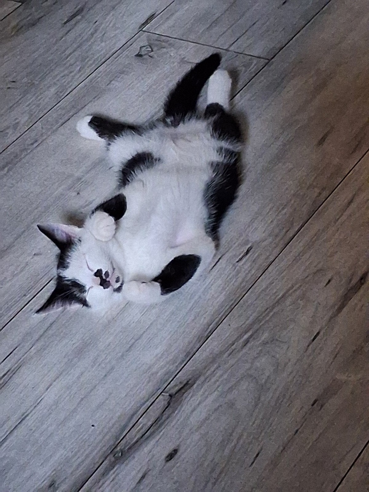 2 zeer lieve katertjes kruising noorseboskat, Kater, Kortharig, 0 tot 2 jaar