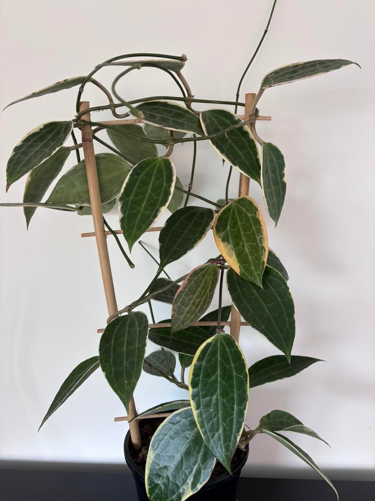 Hoya macrophylla albomarginata, Ophalen of Verzenden, Halfschaduw, Minder dan 100 cm