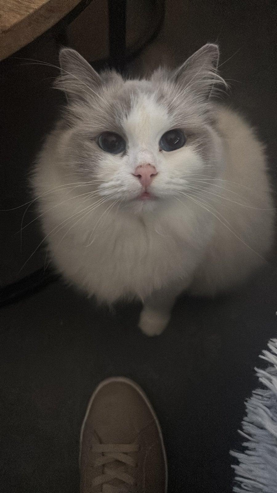 Liefste ragdoll poes, Poes, Gechipt