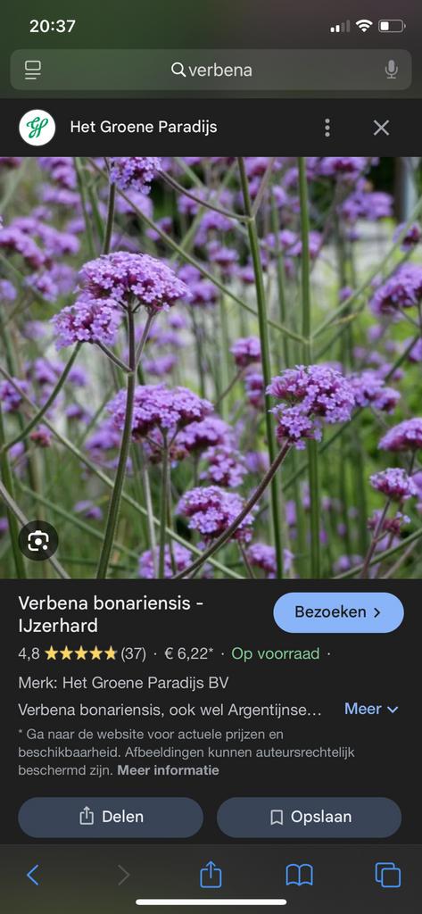 Verbena ijzerhard steljes te koop, Ophalen, Overige soorten, Volle zon