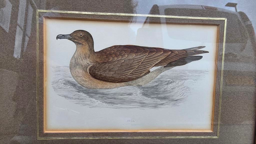 Vintage lijsten met passe-partout en vogelafbeeldingen, Minder dan 50 cm, Gebruikt, Vintage, Ophalen of Verzenden