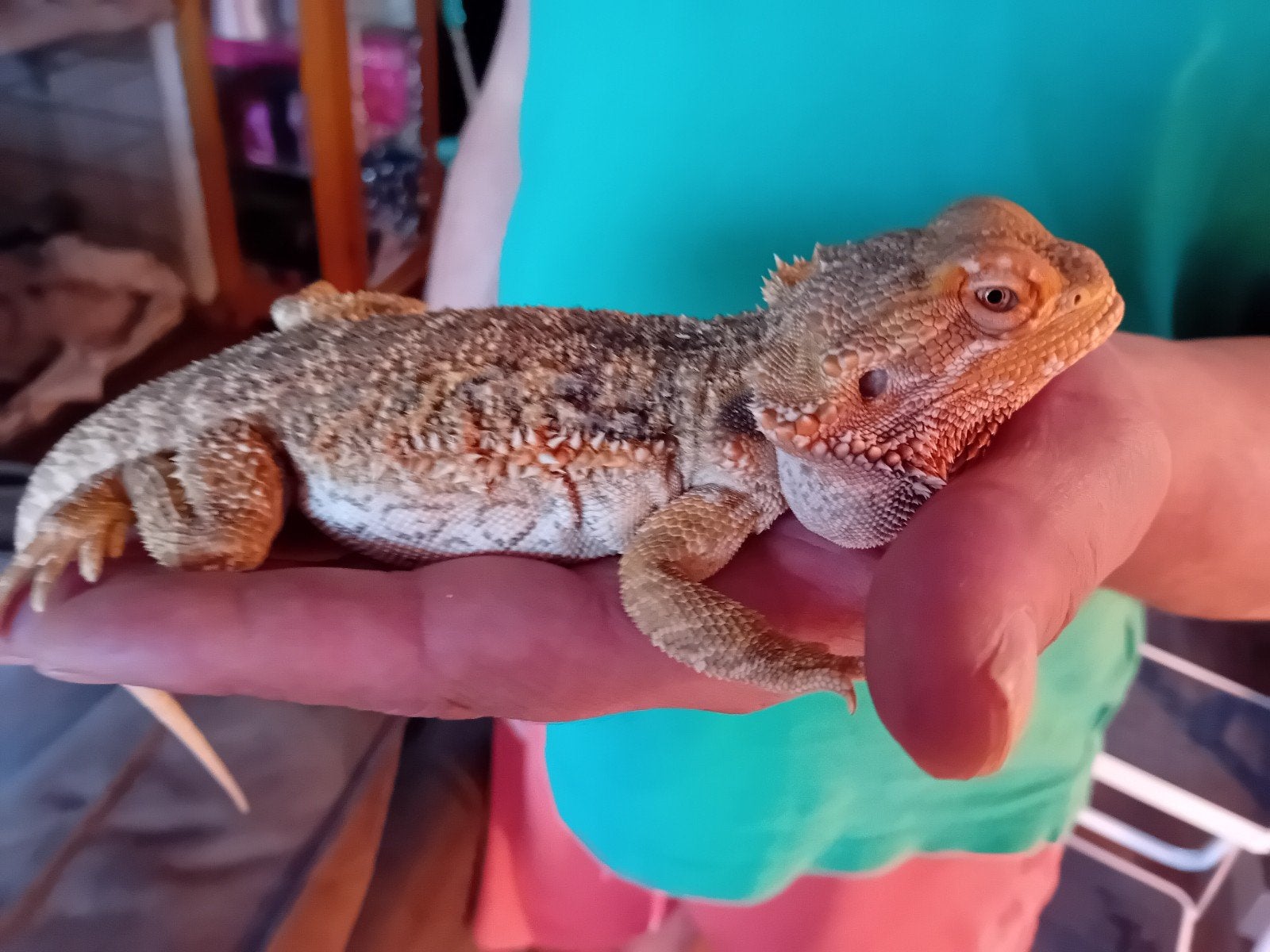 lieve tame baardagaam Bearded Dragon photo 2