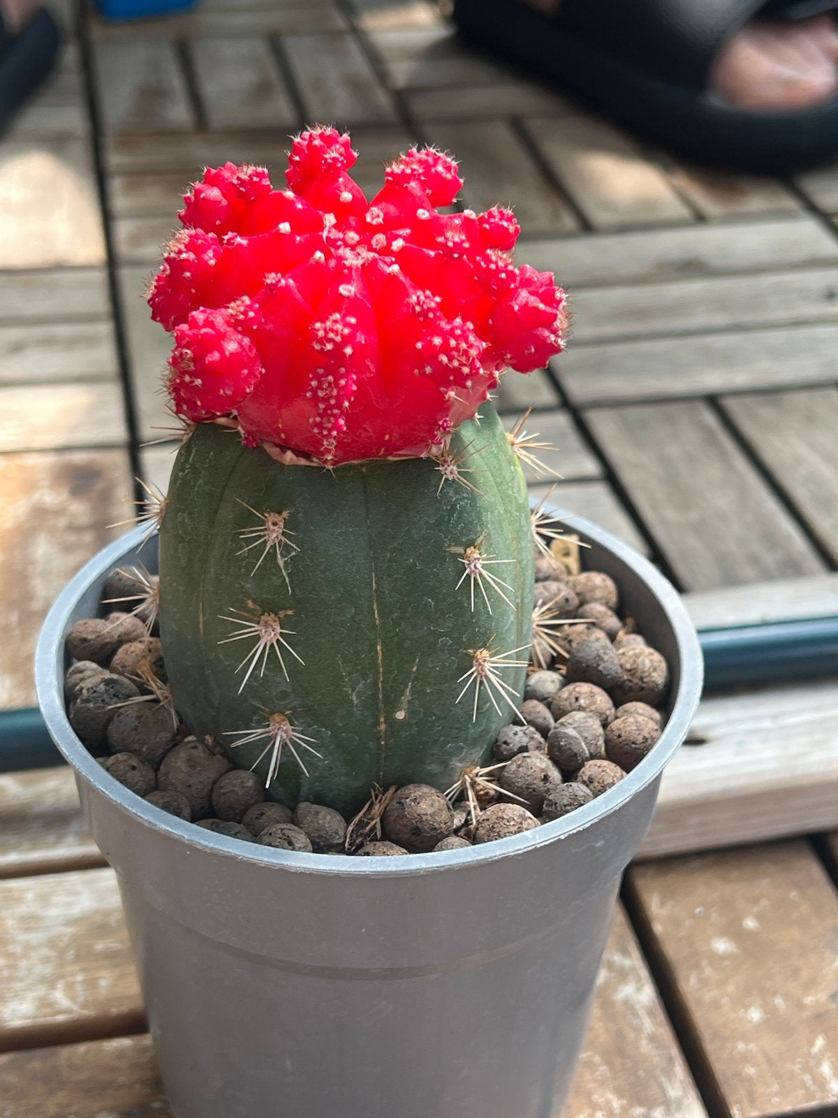 Levendige Rode Maancactus - Gymnocalycium Mihanovichii, Overige soorten, Volle zon, Vaste plant, Ophalen of Verzenden