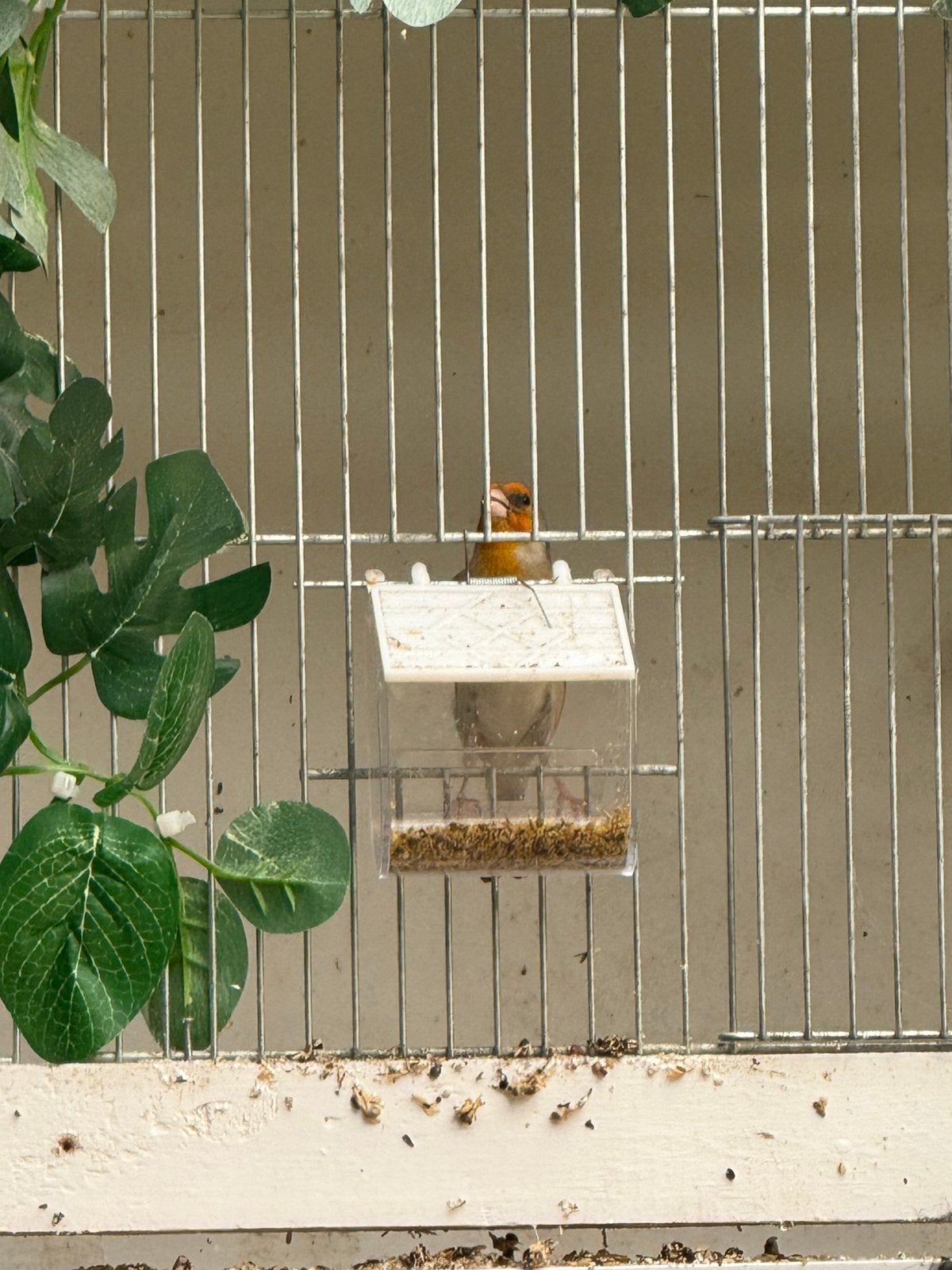 Bastaard putter 2025, Mannelijk, Wildzangvogel