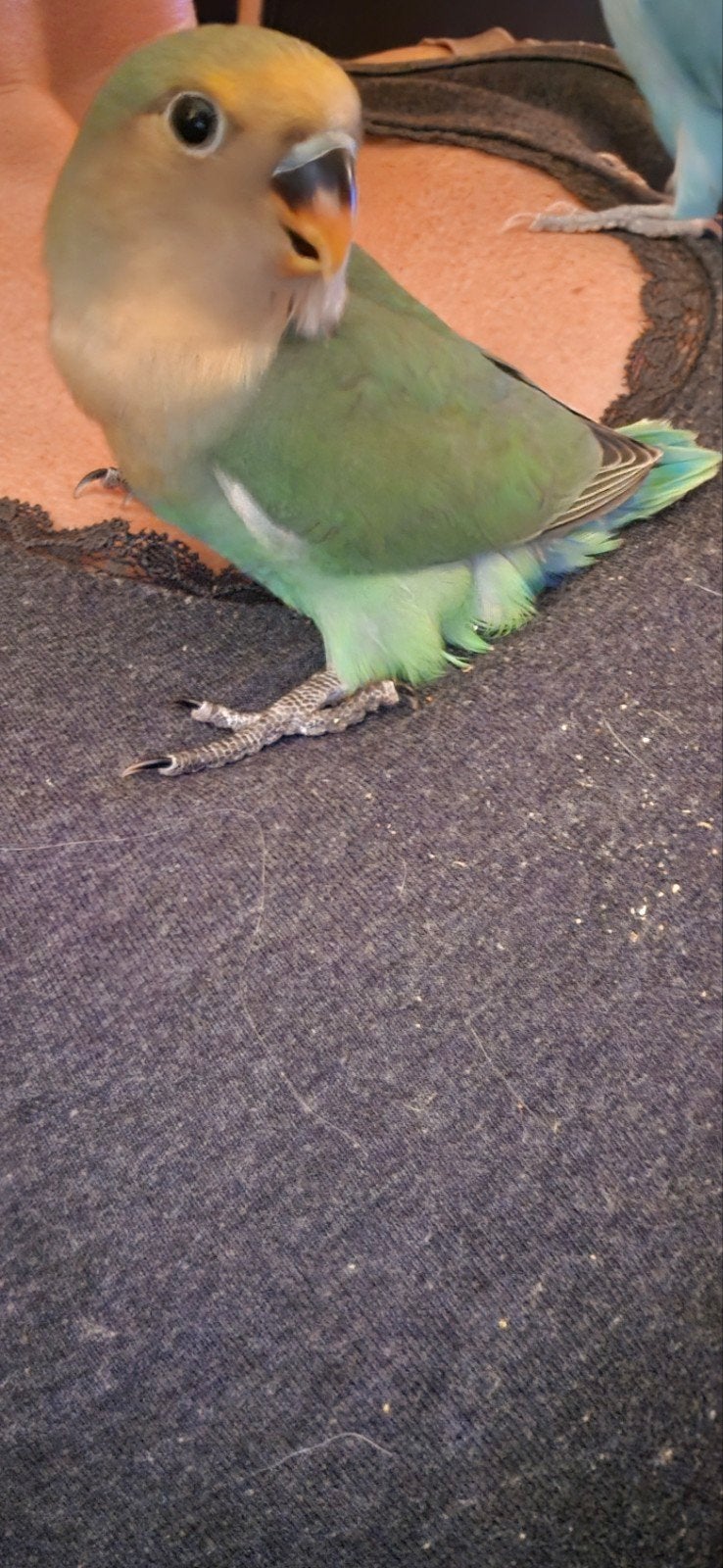 baby agapornis, Geslacht onbekend, Dwergpapegaai of Agapornis