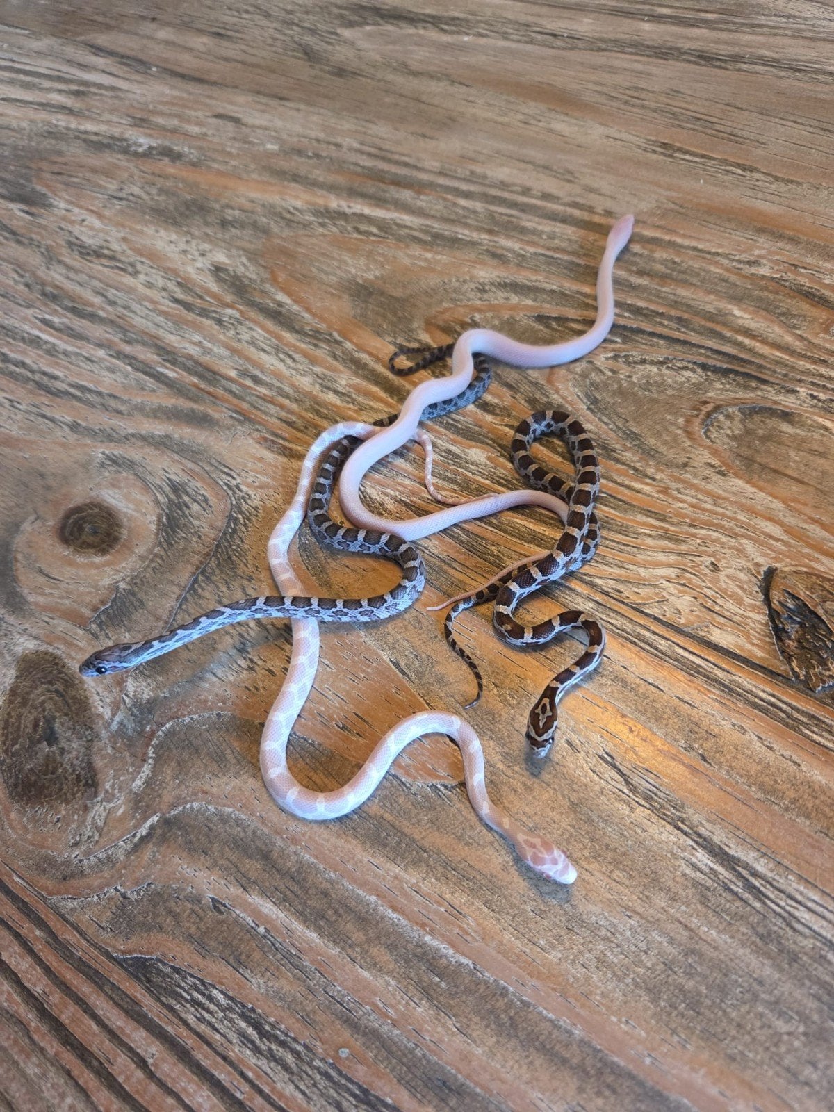 Koppel rattenslangen Rat Snake photo 8