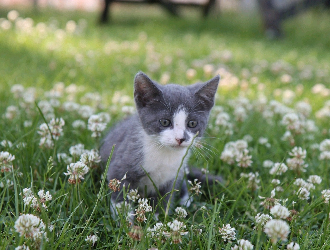 Lieve kittens, Dieren en Toebehoren, Katten en Kittens | Overige Katten, Poes