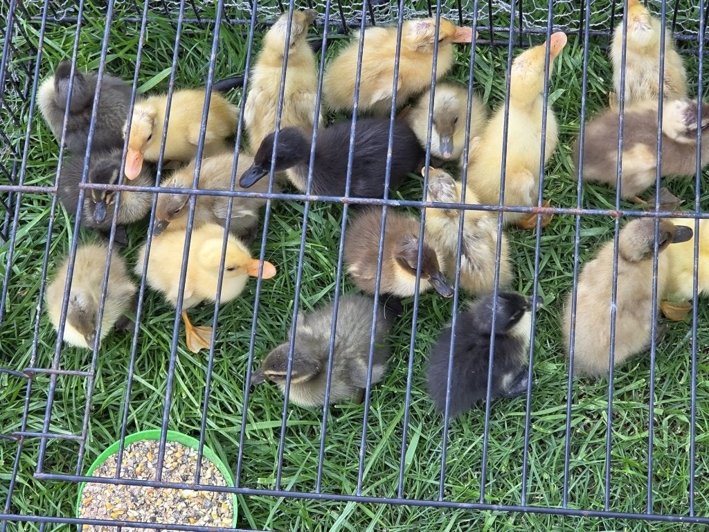 Indische Loopeenden kuikens, Dieren en Toebehoren, Meerdere dieren, Eend