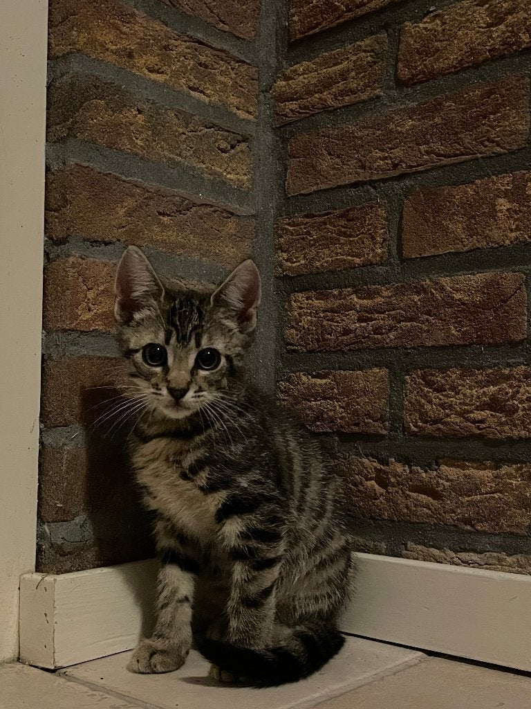 Lieve kittens, Meerdere dieren, Ontwormd, 0 tot 2 jaar