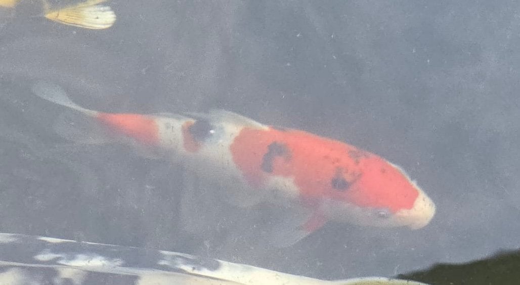 Sanke | Japanse Koi, Karper of Koi