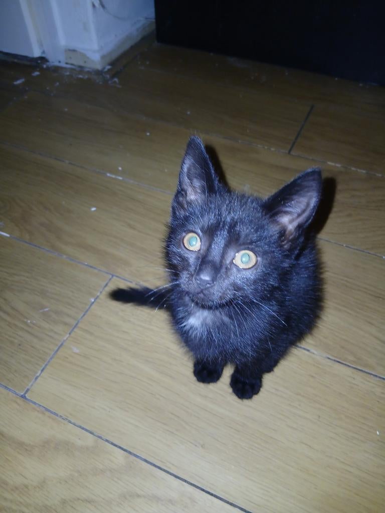lieve kitten zoekt een warm mandje, Poes, 0 tot 2 jaar