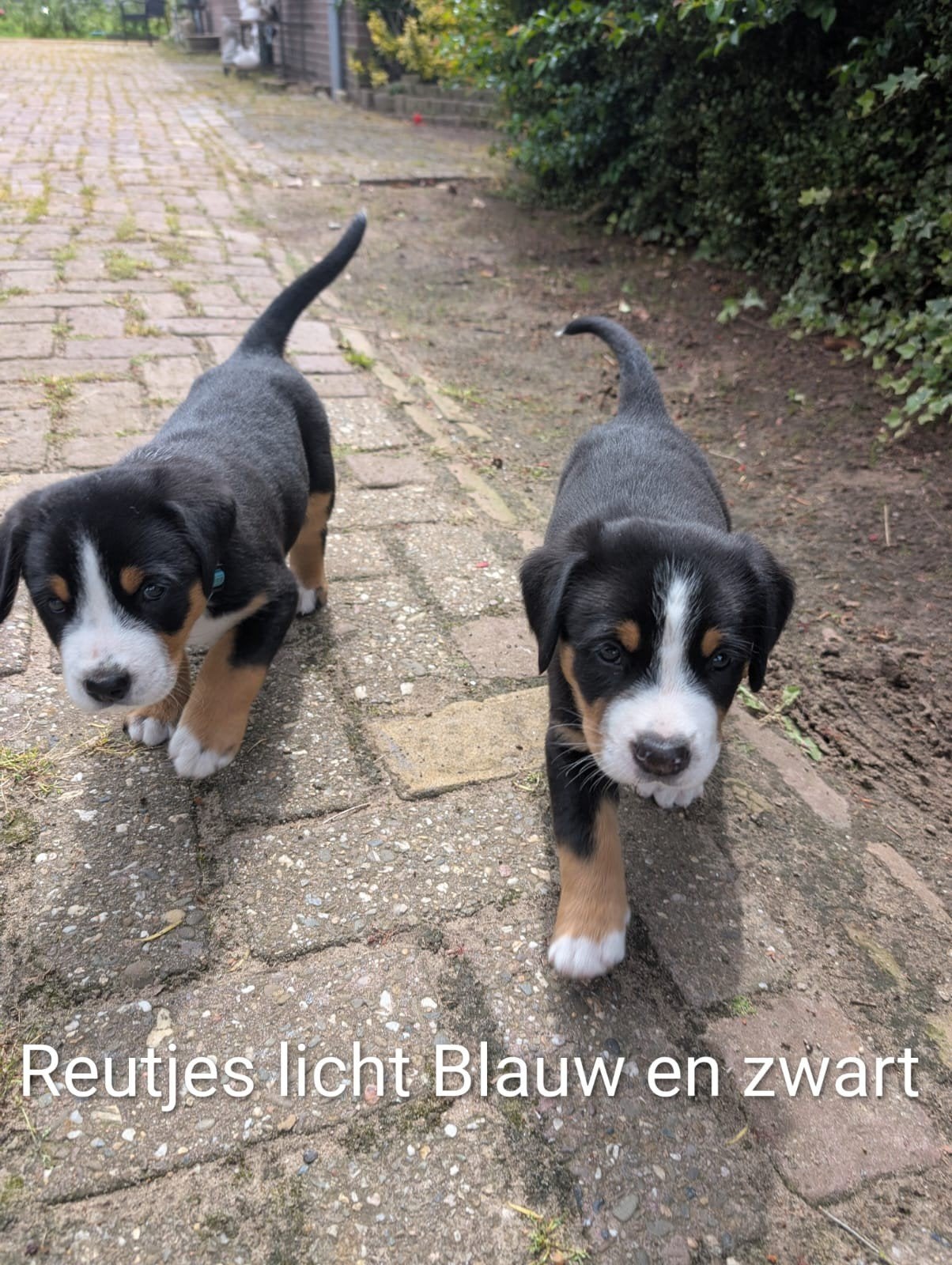 Prachtige grote Zwitserse sennen pups zoeken een huisje, Parvo, Meerdere, Meerdere dieren, Nederland