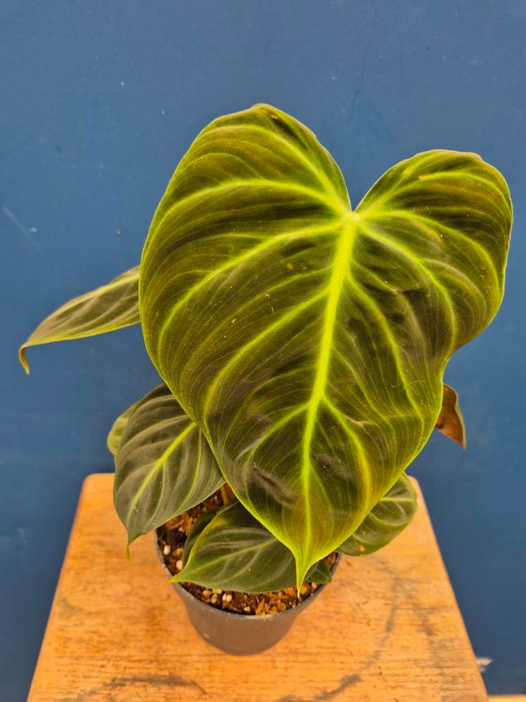 Philodendron El Choco Red p12, Ophalen of Verzenden, Halfschaduw, Minder dan 100 cm