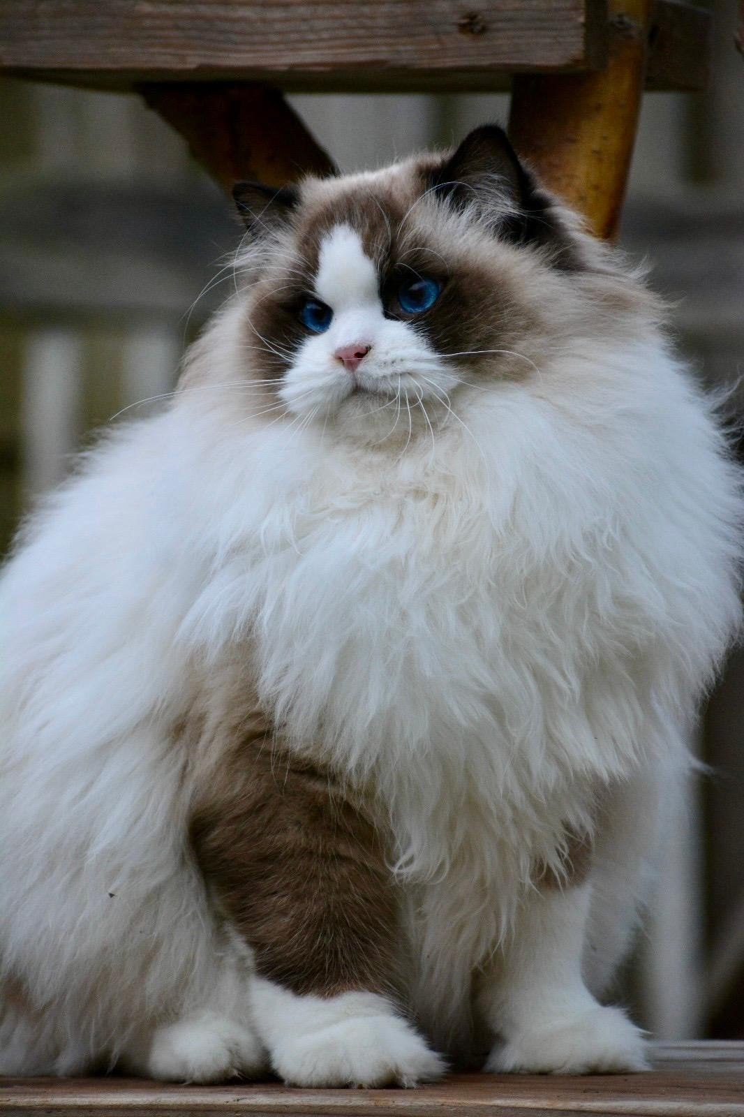 Gastgezin gezocht voor liefste Ragdoll kater., Dieren en Toebehoren, Kater