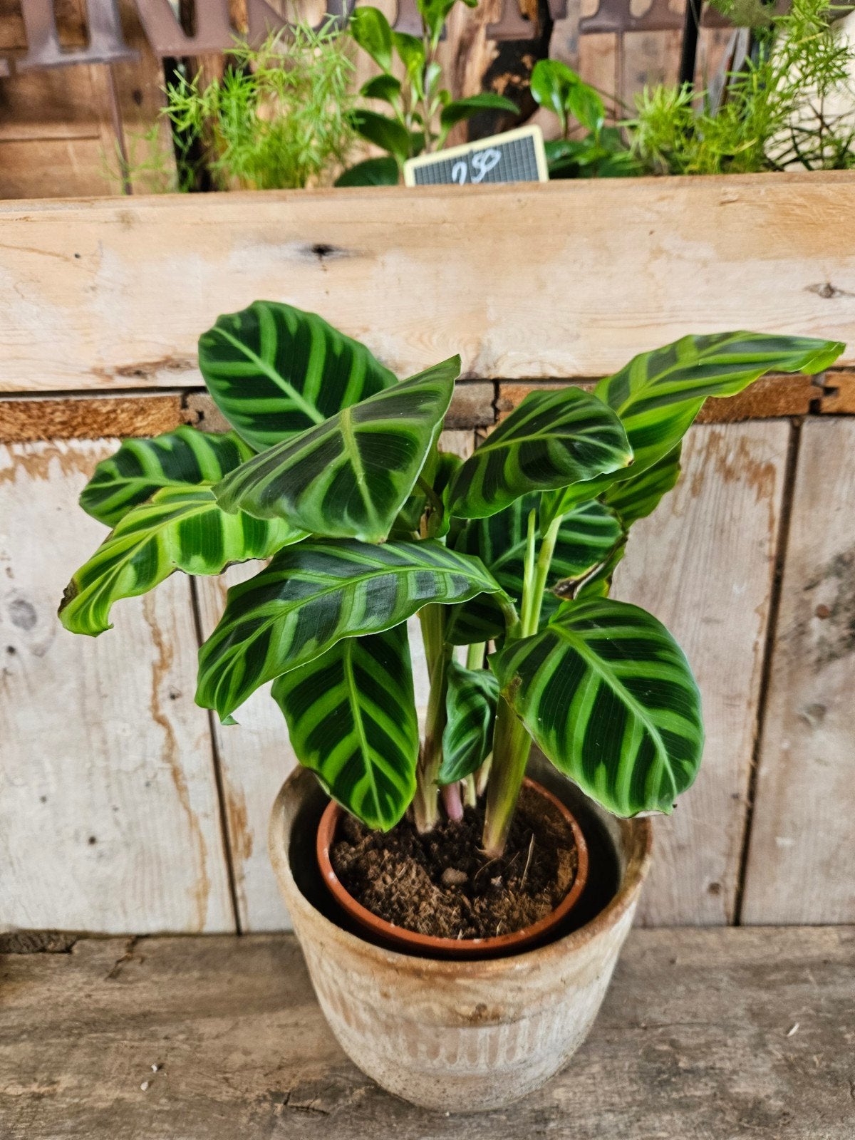 calathea "WOONWINKEL RUSTIEK ", Huis en Inrichting, Ophalen, Halfschaduw, Minder dan 100 cm