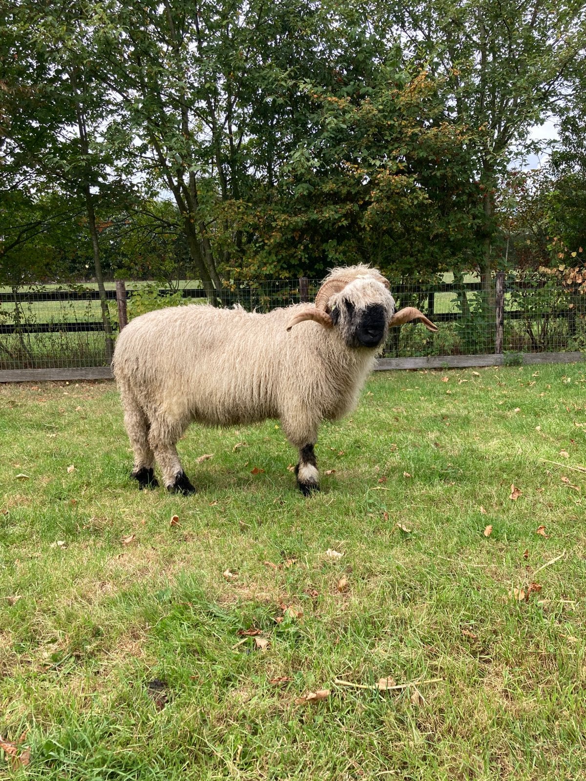 Walliser Schwarznase Ram, Mannelijk, Schaap, 3 tot 5 jaar